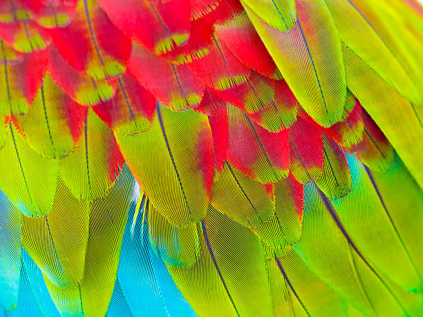 istock close up of colorful feathers 518198899
