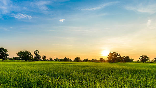Rice Field in the Morning. stock photo