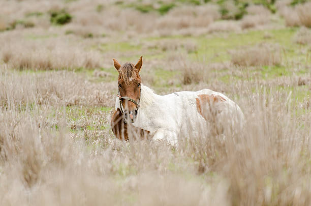 istock Horses in the field is sitting on the grass 518198916