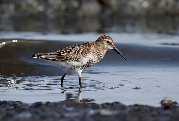 istock Dunlin, Calidris alpina 518199125