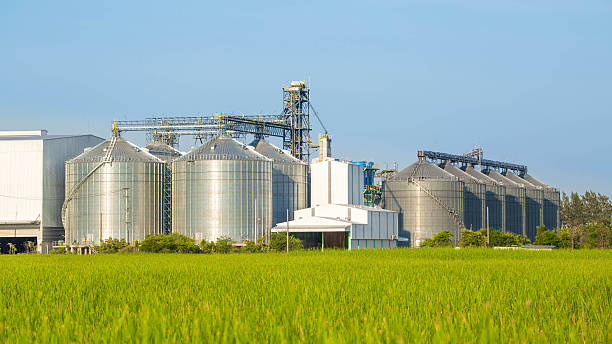 istock Plant large white Located with green field 518200015
