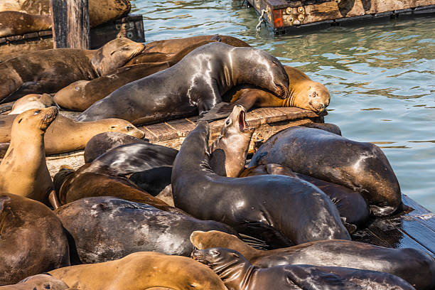istock Sea lions on the piers in San Francisco 518200053