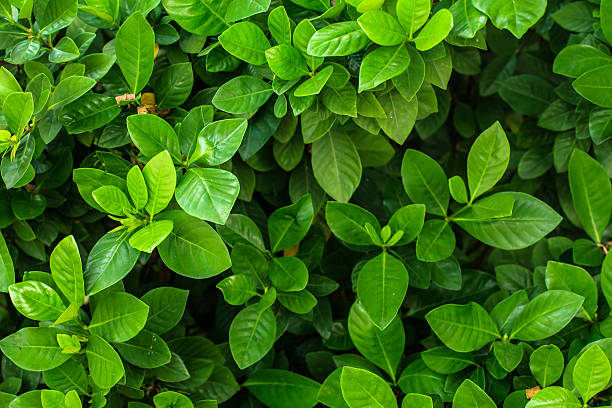 Green leaf background. stock photo