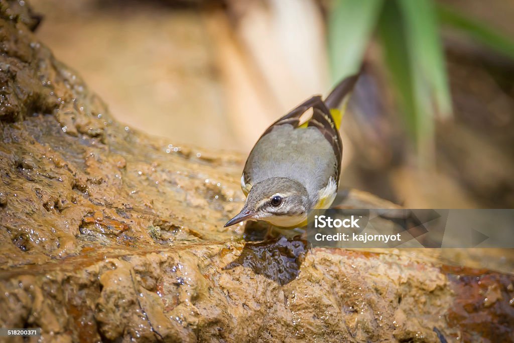 Yellow Wagtail (Motacilla flava) Yellow Wagtail (Motacilla flava) stair at us in nature at Khaoyai national park, Thailand Animal Stock Photo