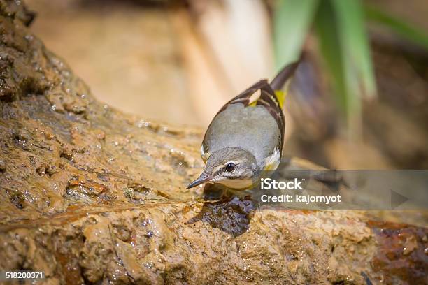 Yellow Wagtail Stock Photo - Download Image Now - Animal, Bird, Cocklebur