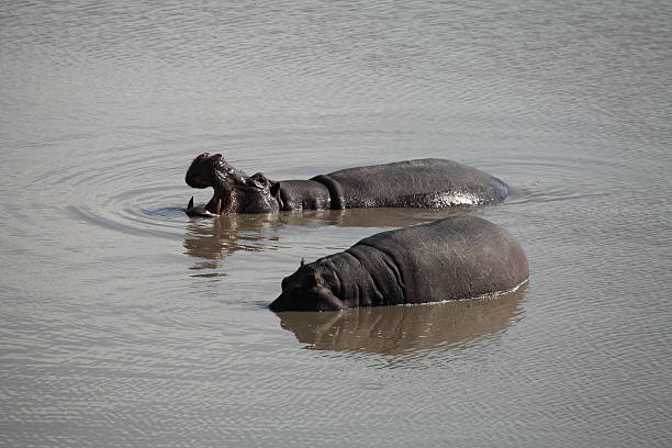 hippos - hippopotamus animal teeth large dirty imagens e fotografias de stock