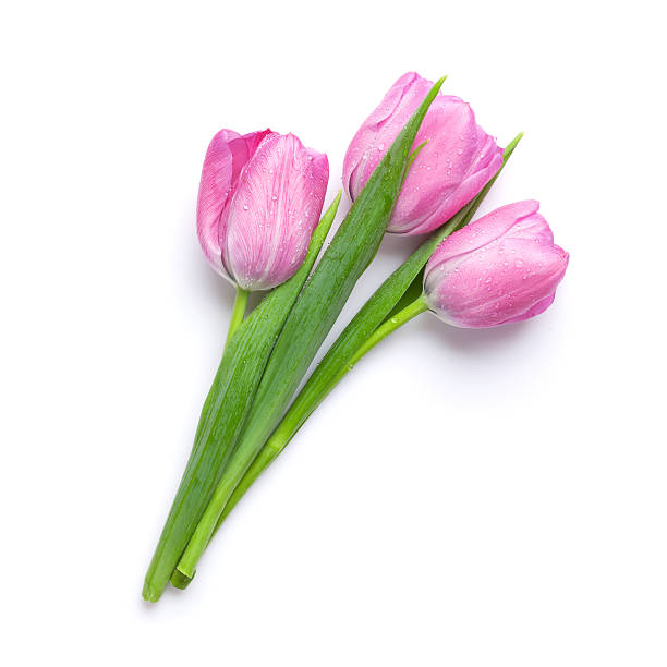 istock Fresh pink tulip flowers bouquet 518200506