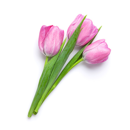 Fresh pink tulip flowers bouquet. Isolated on white background