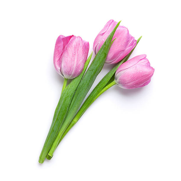 rosa ramo de flores frescas tulipa - bouquet bunch cut out drop imagens e fotografias de stock