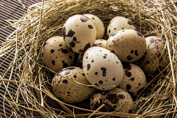 istock Quail eggs in a nest of hay on the table 518201012