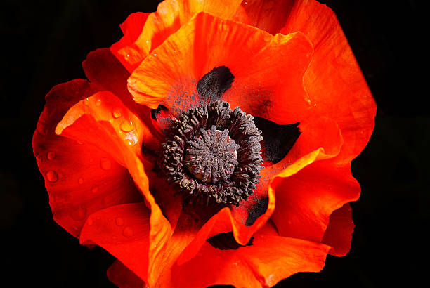 istock red poppy flower on a black background 518201017