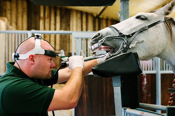 istock Equine dental care 518201071