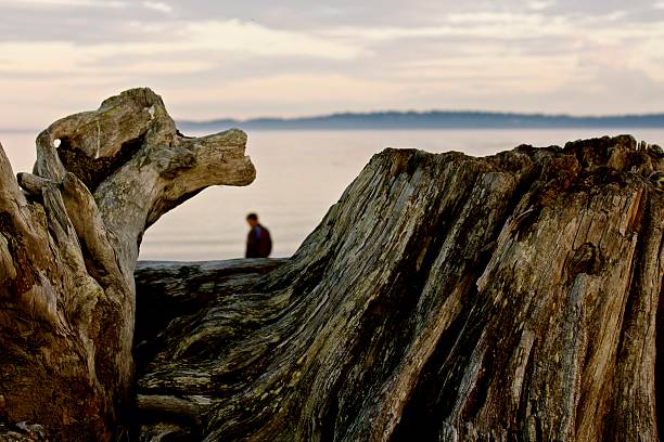 istock Driftwood on Island View Beach - Victoria, Canada 518201110