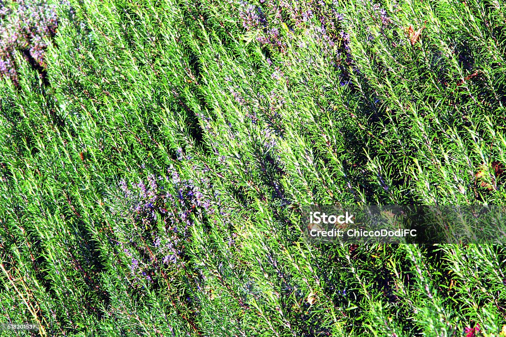 Rosemary plantation in southern Italy great Rosemary plantation in southern Italy Alternative Medicine Stock Photo