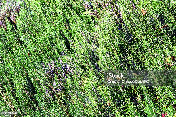 Rosemary Plantation In Southern Italy Stock Photo - Download Image Now - Alternative Medicine, Alternative Therapy, Aromatherapy