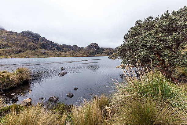 istock Landscape in Cajas National Park, Cuenca, Ecuador,Rainy day 518201850