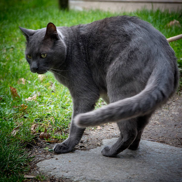 istock Beautiful black cat outdoor 518201950