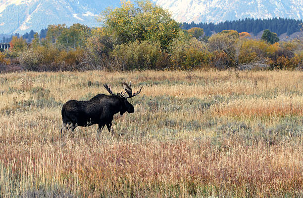 istock Moose at The Grand Tetons 518202273