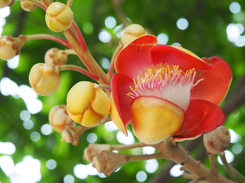 Close Up Of Cannonball Tree Flower Blossom