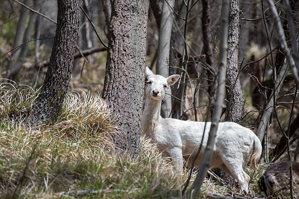 istock white deer ultra rare portrait 518202474