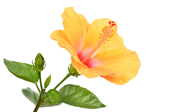 Hibiscus Hibiscus on white background with clipping path rosa chinensis stock pictures, royalty-free photos & images