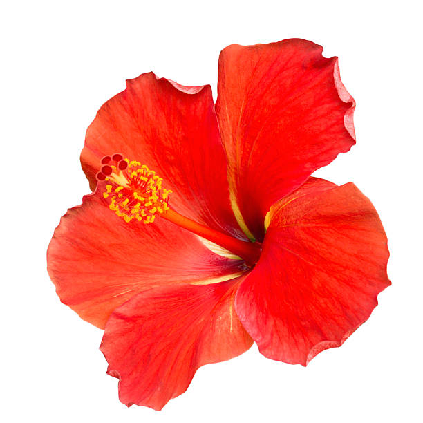 Hibiscus Red Hibiscus on white backgroundHibiscus on white background with clipping path rosa chinensis stock pictures, royalty-free photos & images