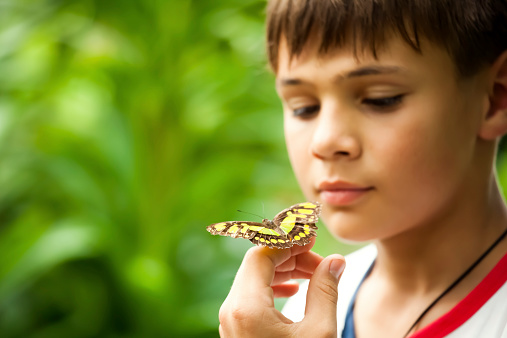Young boy is carefully holding and exploring butterfly. Focus on butterfly.