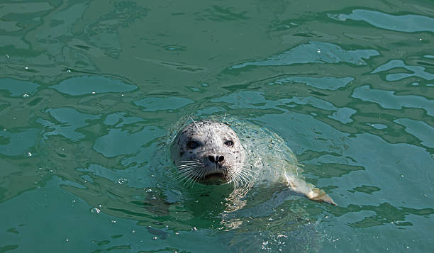 istock Cute Harbor Seal in Water 518203838