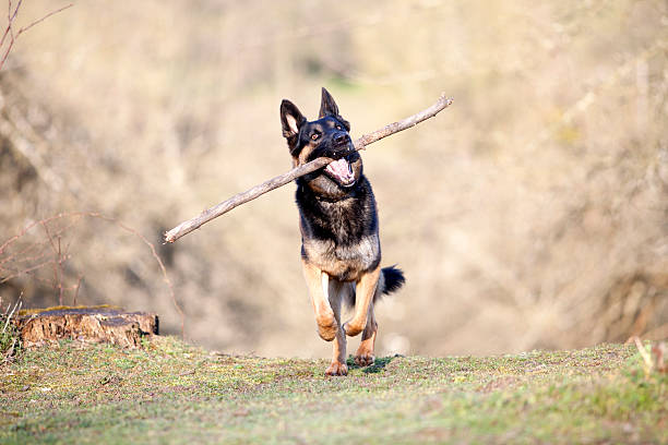 chien jouer avec l " agence et de récupérer - dog retrieving german shepherd pets photos et images de collection