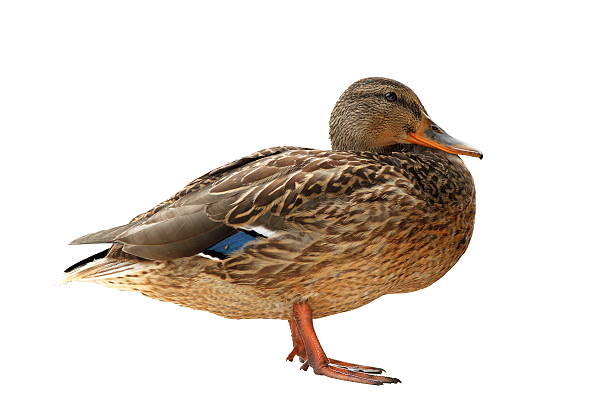 istock female mallard isolated over white 518204203