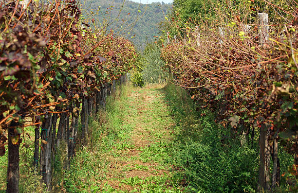 istock long vineyards in the countryside 518204279