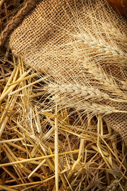 istock ears of wheat and bread 518206410