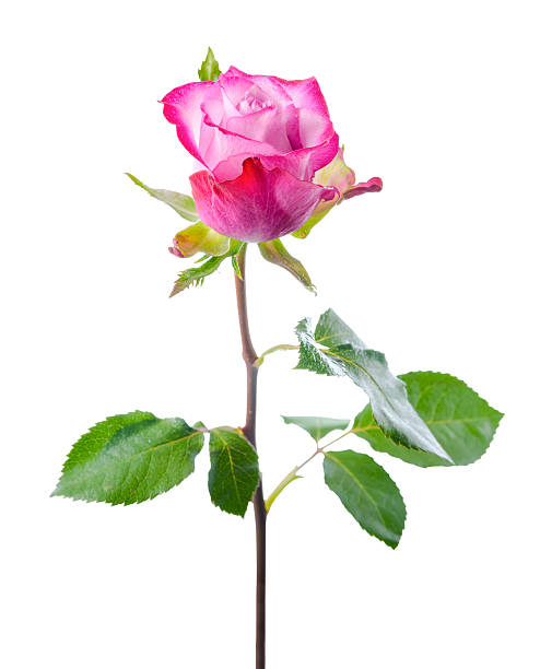 istock single abstract romantic beautiful pink rose flower with leaves 518207594