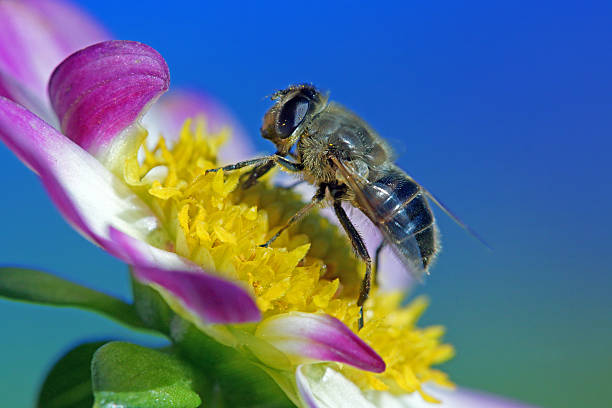 istock Dung bee on minidahlia 518208316