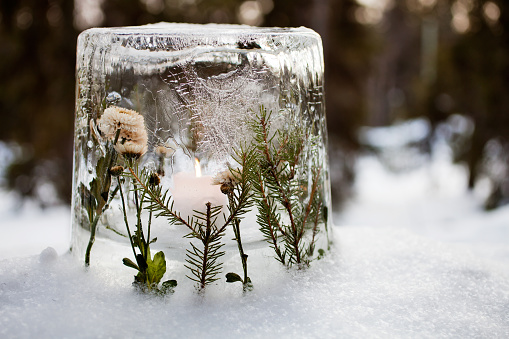 Ice lantern with red frozen tulips