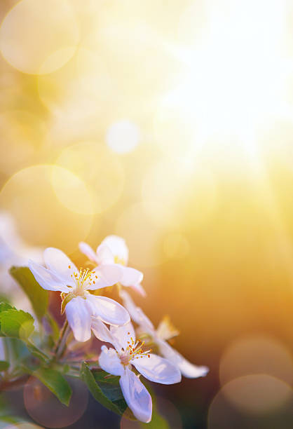 istock art spring flowers on the sky background 518209220