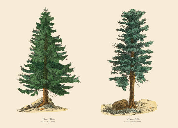 Very Rare, Beautifully Illustrated Antique Engraved Victorian Botanical Illustration of Spruce Pine Tree and Norway Spruce: Plate 43, from The Book of Practical Botany in Word and Image (Lehrbuch der praktischen Pflanzenkunde in Wort und Bild), Published in 1886. Copyright has expired on this artwork. Digitally restored.
