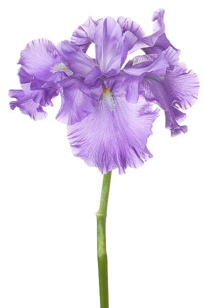 iris Studio Shot of Lilac Colored Iris Flower Isolated on White Background. Large Depth of Field (DOF). Macro. deep focus stock pictures, royalty-free photos & images