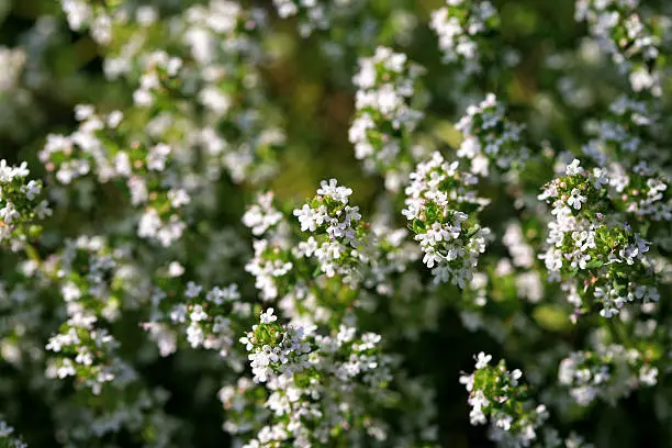 Thyme (Thymus vulgaris) leaves and bloom as organic background.