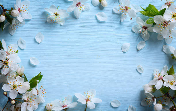 istock art Spring floral border background with white blossom 518209324