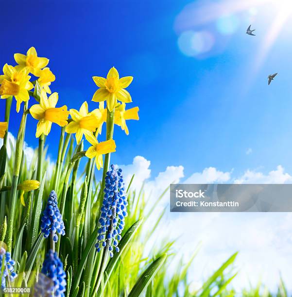 Art Easter Background With Fresh Spring Flowers Stock Photo - Download Image Now - Daffodil, Springtime, Agricultural Field