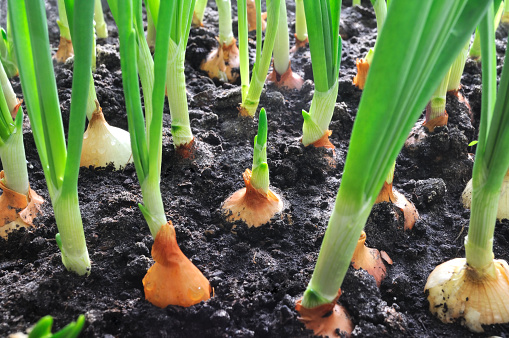 close-up of onion plantation in the vegetable garden