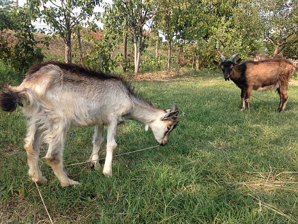 istock Goats in a village 518210666