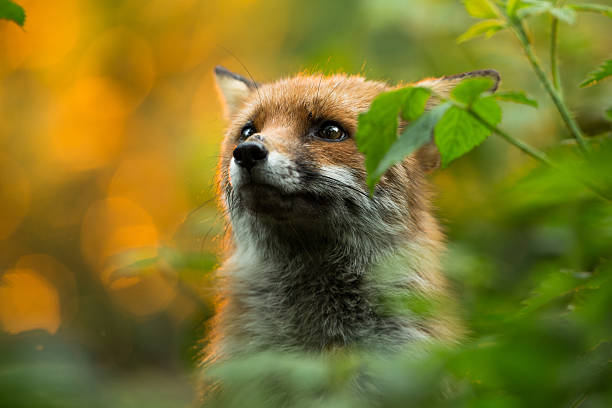 Cute fox stock photo