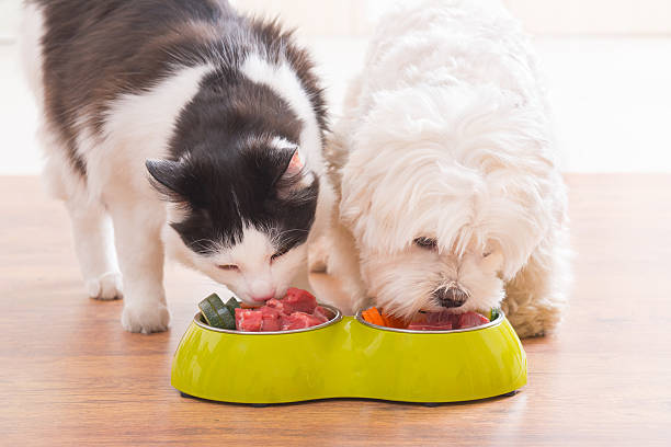 Dog and cat eating natural food from a bowl Little dog maltese and black and white cat eating natural, organic food from a bowl at home dog food photos stock pictures, royalty-free photos & images