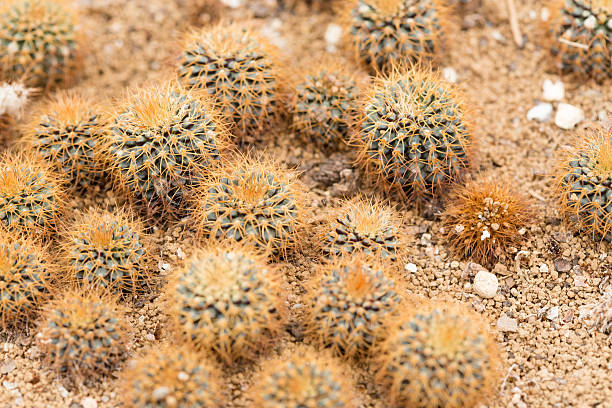 frailea cacti stock photo