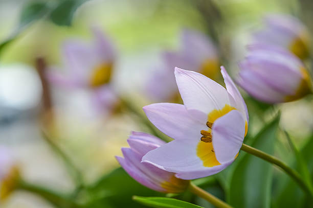 istock dwarfed pink and yellow tulips 518211376