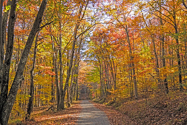istock Shaded Path in the Forest in Autumn 518211496
