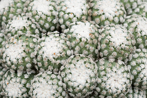 green cacti stock photo