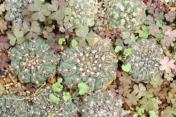 gymnocalycium cacti stock photo